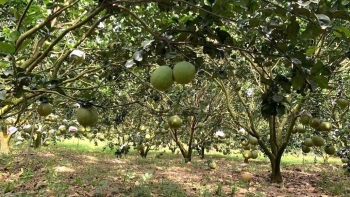 Nâng tầm giá trị "sản phẩm" bưởi da xanh, mít Thái từ tư duy "dám nghĩ, dám làm"