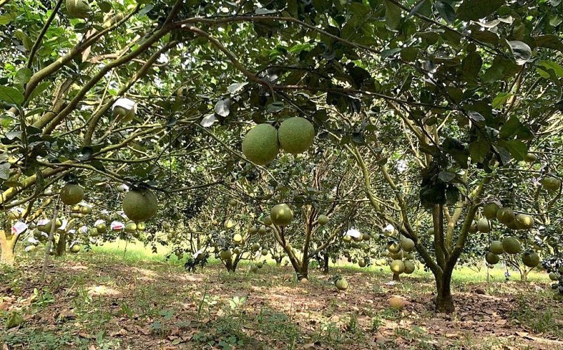 Vườn bưởi trĩu quả của bà con Khánh Vĩnh. Vườn bưởi trĩu quả của bà con Khánh Vĩnh.