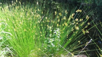 Đăng tâm thảo: Quà tặng thiên nhiên giúp an thần, ngủ ngon, bồi bổ sức khỏe