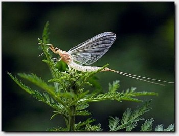 Vờ vờ sông Hồng - Sản vật với hương vị đặc trưng, béo ngậy khó tả