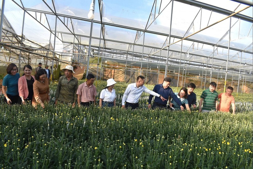 Khuyến nông canh tác hoa cúc bằng công nghệ đèn led chiếu sáng trên địa bàn Lâm Đồng ngàn hoa Khuyến nông canh tác hoa cúc bằng công nghệ đèn led chiếu sáng trên địa bàn Lâm Đồng ngàn hoa