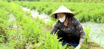 Biến 50ha vườn tạp thành 