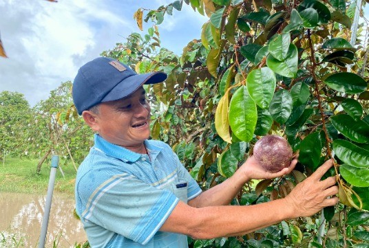 Vú sữa ăn được cả vỏ Nam Hương có kích thước, trọng lượng rất lớn Vú sữa ăn được cả vỏ Nam Hương có kích thước, trọng lượng rất lớn