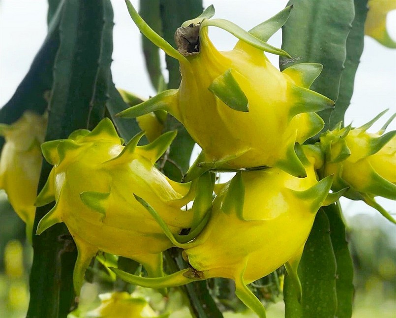 Việt Nam sở hữu 