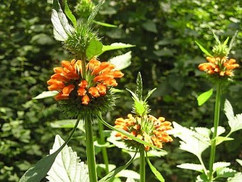 Ích mẫu nam - Bài thuốc tự nhiên giúp trị ho, hạ sốt và giảm hen hiệu quả