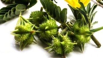 Bạch tật lê: Dược liệu an toàn cho sinh lý và sức khỏe