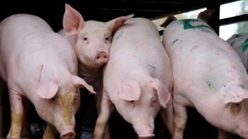 Giá heo hơi chạm đáy 5 năm: Người chăn nuôi "càng nuôi càng lỗ", nguy cơ đứt gãy chuỗi cung ứng