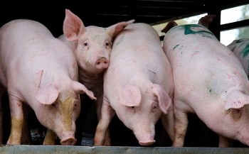 Giá heo hơi chạm đáy 5 năm: Người chăn nuôi 