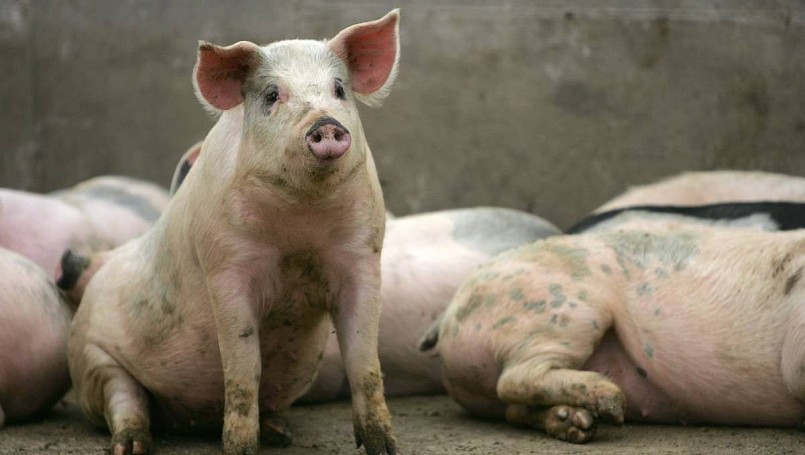 Khảo sát mới nhất cho thấy heo hơi trên cả nước đang được mua bán với giá từ 46.000 - 50.000 đồng/kg. Khảo sát mới nhất cho thấy heo hơi trên cả nước đang được mua bán với giá từ 46.000 - 50.000 đồng/kg.