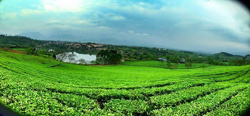 Toàn tỉnh hiện có trên 270 làng nghề được công nhận, phần lớn tập trung vào lĩnh vực sản xuất và chế biến chè. Toàn tỉnh hiện có trên 270 làng nghề được công nhận, phần lớn tập trung vào lĩnh vực sản xuất và chế biến chè.