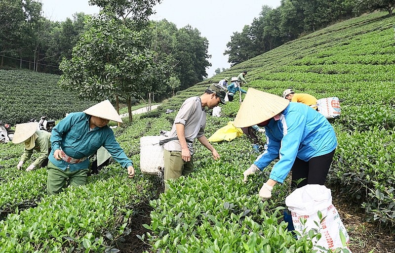 Thực tế cho thấy, sự gắn bó mật thiết với làng nghề đã tạo ra một liên kết chặt chẽ, giúp người dân học hỏi kinh nghiệm lẫn nhau trong mọi công đoạn. Thực tế cho thấy, sự gắn bó mật thiết với làng nghề đã tạo ra một liên kết chặt chẽ, giúp người dân học hỏi kinh nghiệm lẫn nhau trong mọi công đoạn.