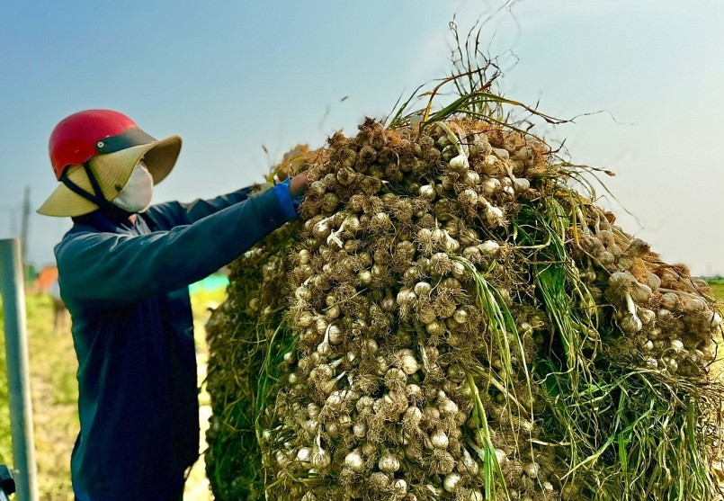 Hành trình biến tỏi Lý Sơn thành thương hiệu quốc tế Hành trình biến tỏi Lý Sơn thành thương hiệu quốc tế
