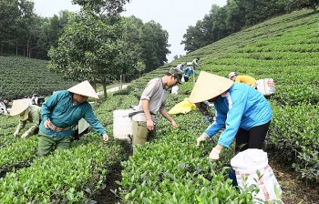 Làng nghề chè đổi mới, nâng tầm thương hiệu từ sản xuất hữu cơ