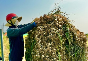 Hành trình biến tỏi Lý Sơn thành thương hiệu quốc tế