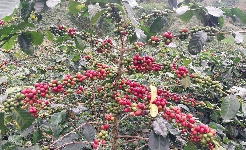 Đây là một trong số hơn 40 nghìn cây cà-phê chè ở xã Quài Tở vừa được công nhận cây đầu dòng giống cà-phê chè Catimor. Đây là một trong số hơn 40 nghìn cây cà-phê chè ở xã Quài Tở vừa được công nhận cây đầu dòng giống cà-phê chè Catimor.