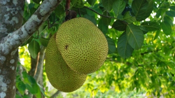 Mít Việt Nam – Trái cây triệu đô vươn ra thị trường thế giới
