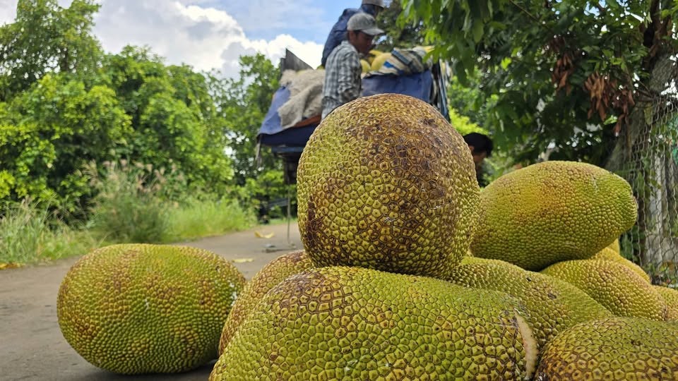 Mít Việt Nam – Trái cây triệu đô vươn ra thị trường thế giới Mít Việt Nam – Trái cây triệu đô vươn ra thị trường thế giới