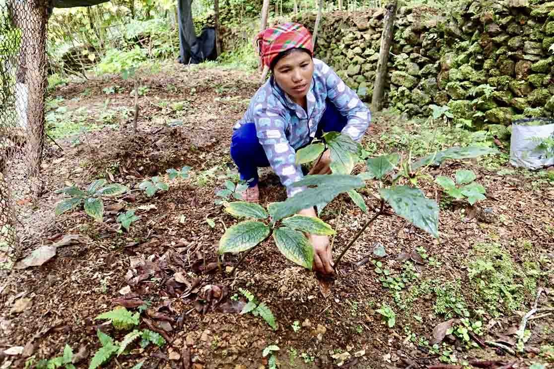 Người dân xã Thu Lũm chăm sóc cây thất diệp nhất chi hoa. Người dân xã Thu Lũm chăm sóc cây thất diệp nhất chi hoa.