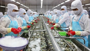 Xuất khẩu tôm sang Trung Quốc tăng mạnh: "Điểm tựa" giúp doanh nghiệp bứt phá sau trầm lắng