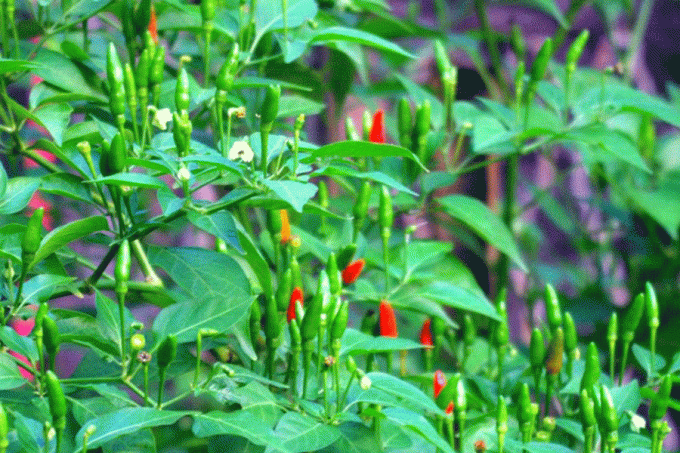 Loại quả bé tí ngày xưa mọc dại, nay giá 1 triệu/kg vẫn được săn lùng