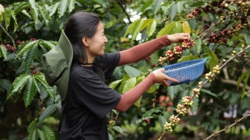 Mỹ miễn thuế đối ứng: Nông sản Việt Nam hưởng lợi thế ra sao?