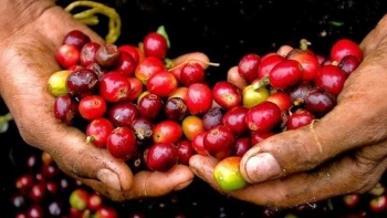 Giá cà phê hôm nay 17/11: Giảm "sốc" hơn 9.000 đồng/kg, thị trường chao đảo vì yếu tố quốc tế