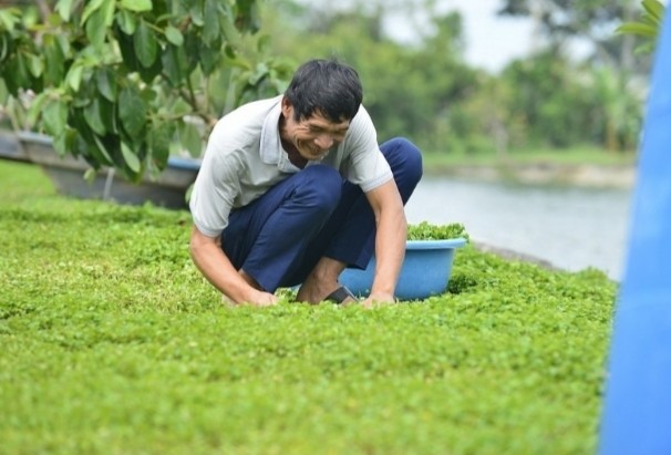 Rau má Thọ Long mở lối đi mới cho nông sản xứ Thanh