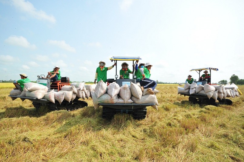 Những tiêu chuẩn giúp gạo Việt đạt nhãn 