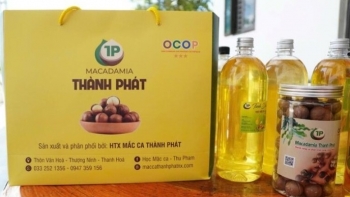 Từ sườn đồi xanh đến kinh tế mới: Câu chuyện hạt mắc ca Thượng Ninh