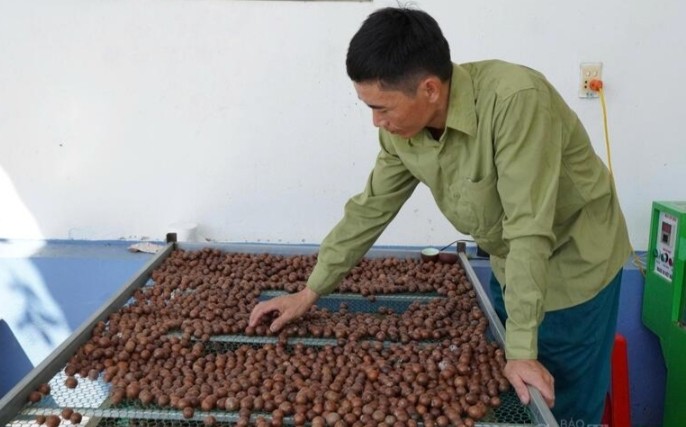 Từ sườn đồi xanh đến kinh tế mới: Câu chuyện hạt mắc ca Thượng Ninh