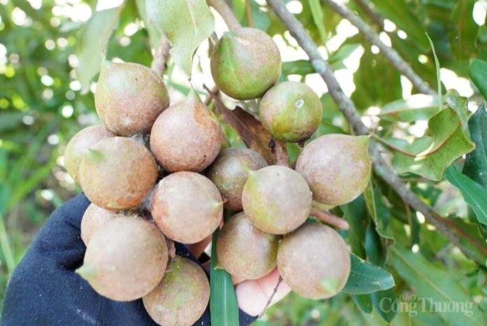 Từ sườn đồi xanh đến kinh tế mới: Câu chuyện hạt mắc ca Thượng Ninh