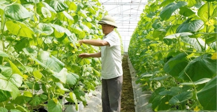 Từ cánh đồng lúa đến thương hiệu dưa lưới VietGap: Hành trình kiến tạo giá trị mới của nông dân Thiệu Hưng