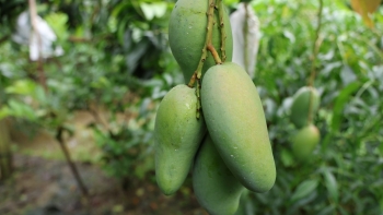 Từ đất lúa kém hiệu quả đến thủ phủ xoài xuất khẩu: Sức bật từ tư duy "dám nghĩ dám làm"