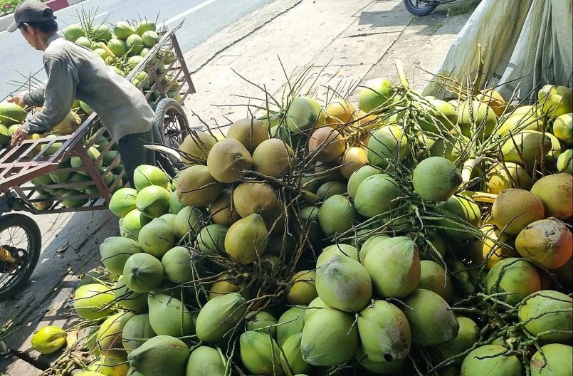 Phát triển dừa hữu cơ, hướng tới nông nghiệp xanh cho nông dân Phát triển dừa hữu cơ, hướng tới nông nghiệp xanh cho nông dân