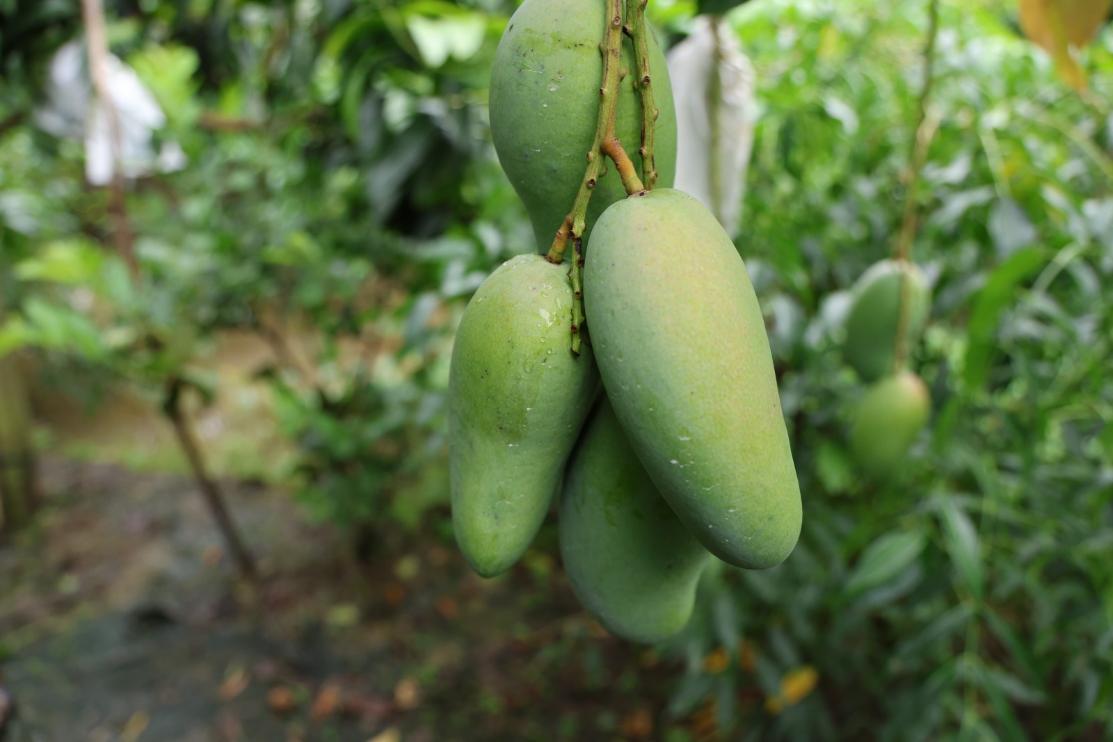 Xoài được sản xuất theo tiêu chuẩn nghiêm ngặt, đáp ứng yêu cầu của nhiều thị trường khó tính. Xoài được sản xuất theo tiêu chuẩn nghiêm ngặt, đáp ứng yêu cầu của nhiều thị trường khó tính.