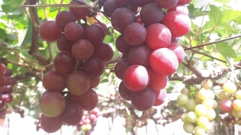 Cây trồng thông minh mở hướng phát triển bền vững cho HTX