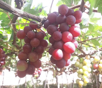 Cây trồng thông minh mở hướng phát triển bền vững cho HTX