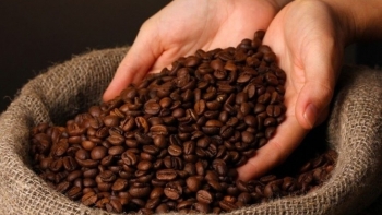 Giá cà phê hôm nay 19/11: Tăng phi mã, nông dân lo lắng vì mưa lớn gây thiệt hại nặng