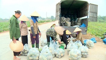 Thu nhập kép từ bí đỏ: Bán cả hoa, ngọn và quả, thương lái 