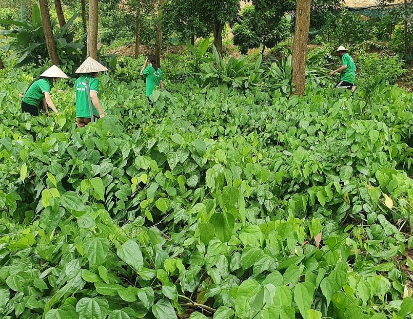 Những cây bồ khai được chị Quê đưa về trồng dưới tán rừng keo Những cây bồ khai được chị Quê đưa về trồng dưới tán rừng keo
