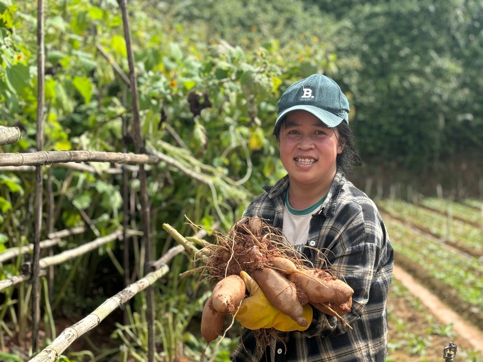 Chị Thùy Linh và gốc khoai sâm. Chị Thùy Linh và gốc khoai sâm.