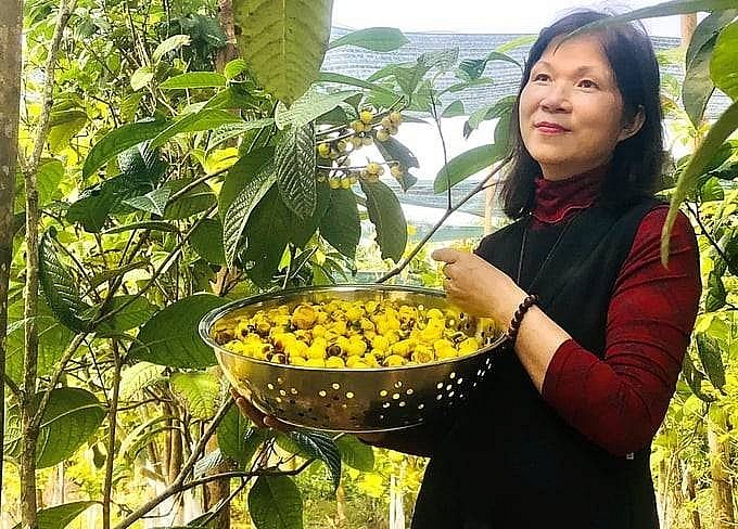 Hồi sinh “vàng xanh” trà hoa vàng: Từ bảo tồn di sản đến khát vọng OCOP 5 sao