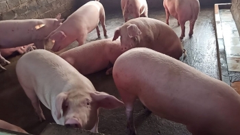 Giá heo hơi tiếp đà tăng, cao nhất ở mức 53.000 đồng/kg