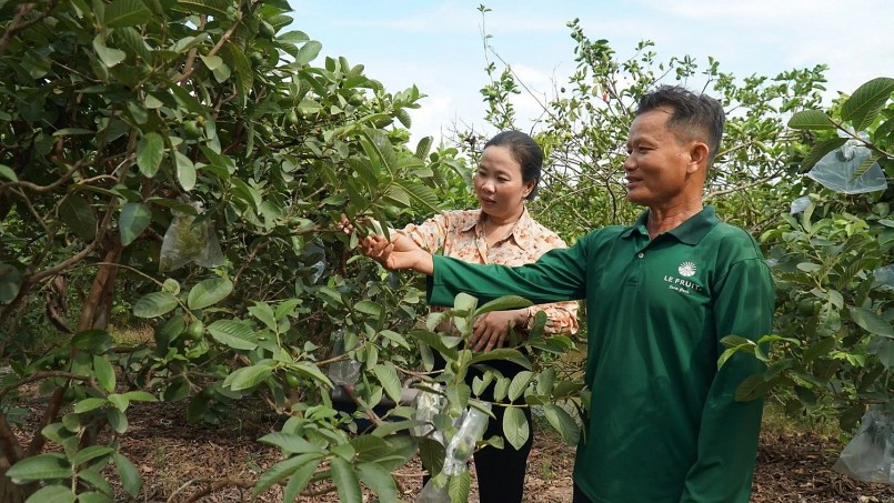 Mô hình trồng ổi ruột hồng của ông Bé trở thành tấm gương cho bà con nông dân các vùng lân cận học tập. Mô hình trồng ổi ruột hồng của ông Bé trở thành tấm gương cho bà con nông dân các vùng lân cận học tập.