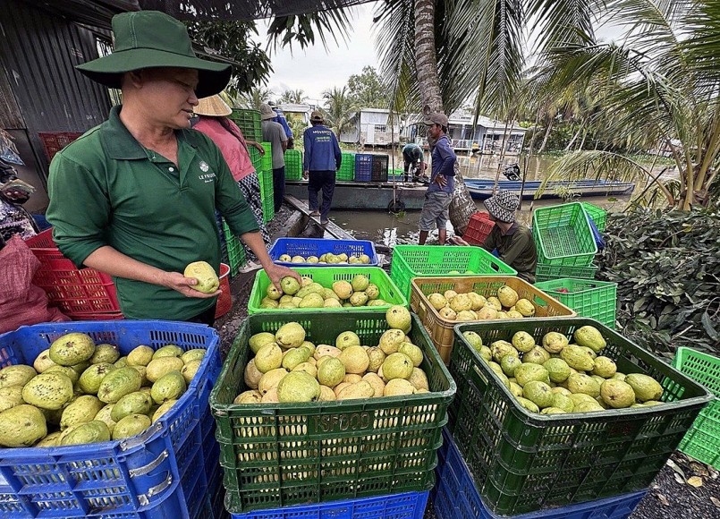 Ông Bé kiểm tra ổi đạt độ chín đủ chuẩn để bán cho công ty hay chưa, nếu chưa đủ sẽ để lại ủ. Ảnh: H.T Ông Bé kiểm tra ổi đạt độ chín đủ chuẩn để bán cho công ty hay chưa, nếu chưa đủ sẽ để lại ủ. Ảnh: H.T