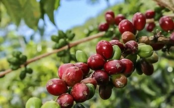 Dự báo giá cà phê tuần này: Yếu tố tiền tệ sẽ 