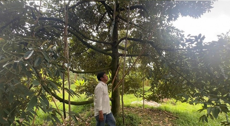 Anh Hiệp có niềm đam mê với cây sầu riêng. Anh thành công nhờ làm sầu riêng ra trái nghịch vụ. Anh Hiệp có niềm đam mê với cây sầu riêng. Anh thành công nhờ làm sầu riêng ra trái nghịch vụ.