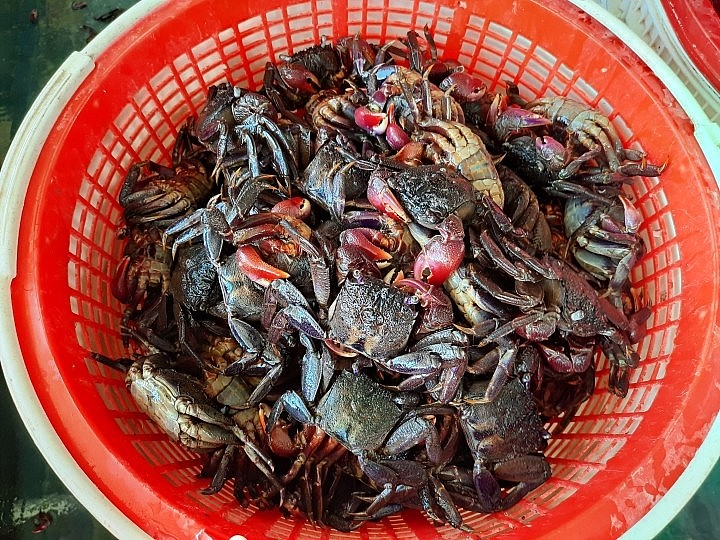 Về miền Tây thưởng thức loài vật giống cua đồng: Làm mắm đậm đà, ăn một lần là ghiền Về miền Tây thưởng thức loài vật giống cua đồng: Làm mắm đậm đà, ăn một lần là ghiền