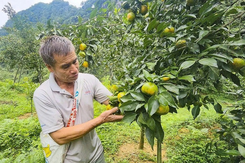 Từ thứ quả bé xíu đến mô hình làm giàu bền vững miền núi Từ thứ quả bé xíu đến mô hình làm giàu bền vững miền núi