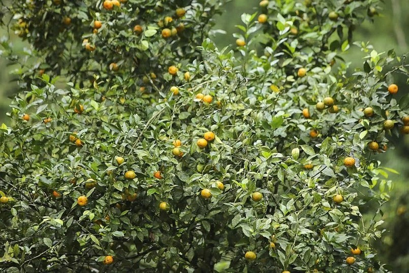 Từ thứ quả bé xíu đến mô hình làm giàu bền vững miền núi Từ thứ quả bé xíu đến mô hình làm giàu bền vững miền núi